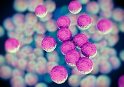 Staphylococcus aureus, a Gram-positive bacterium, is frequently found to have resistance to methicillin, one of the antibiotics commonly used to treat it. Understanding its resistance profile is essential to treating the patient&rsquo;s infection.