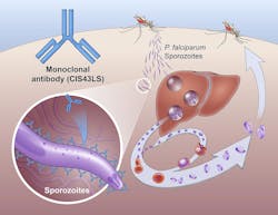 An antibody drug called CIS43LS prevents malaria infection by interrupting the lifecycle of the Plasmodium falciparum parasite. The antibody binds to and neutralizes sporozoites, the stage of the parasite transmitted from mosquitos to humans. NIH. An antibody drug called CIS43LS prevents malaria infection by interrupting the lifecycle of the Plasmodium falciparum parasite. The antibody binds to and neutralizes sporozoites, the stage of the parasite transmitted from mosquitos to humans. NIH.