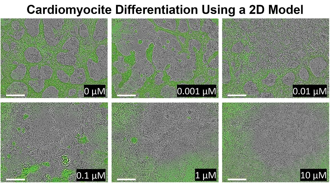 2D model showing how the pluripotent stem cells react to human relevant doses of cadmium over 8 days. From the control in the first panel, to the last panel, researchers can see how the differentiation to cardiomyocytes is inhibited with different doses of cadmium. Courtesy of the NIH.