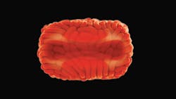 Courtesy of the CDC Courtesy of the CDC