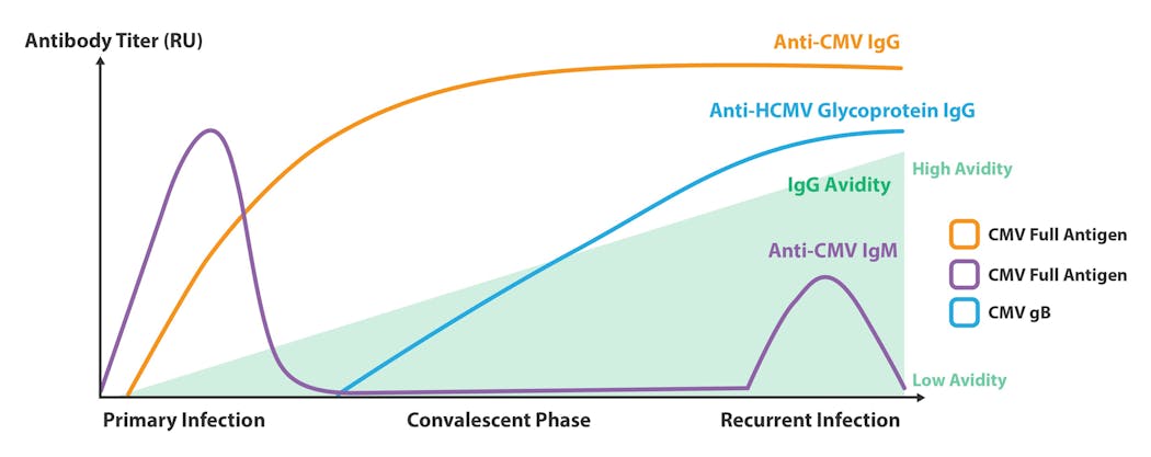 Figure 1: Antibody kinetics in CMV infection.