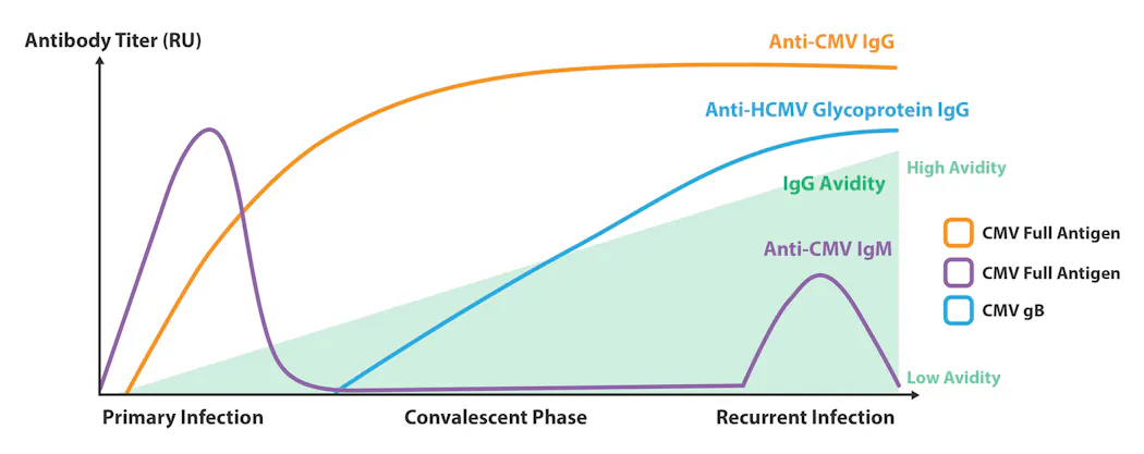 Cytomegalovirus Infection When And Why To Detect Antibodies Medical cytomegalovirus-infection-when-and-why-to-detect-antibodies-medical