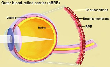 NIH Researchers Use 3D Bioprinting To Create Eye Tissue | Medical ...