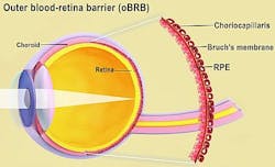 The outer blood-retina barrier is the interface of the retina and the choroid, including Bruch's membrane and the choriocapillaris. National Eye Institute. The outer blood-retina barrier is the interface of the retina and the choroid, including Bruch's membrane and the choriocapillaris. National Eye Institute.