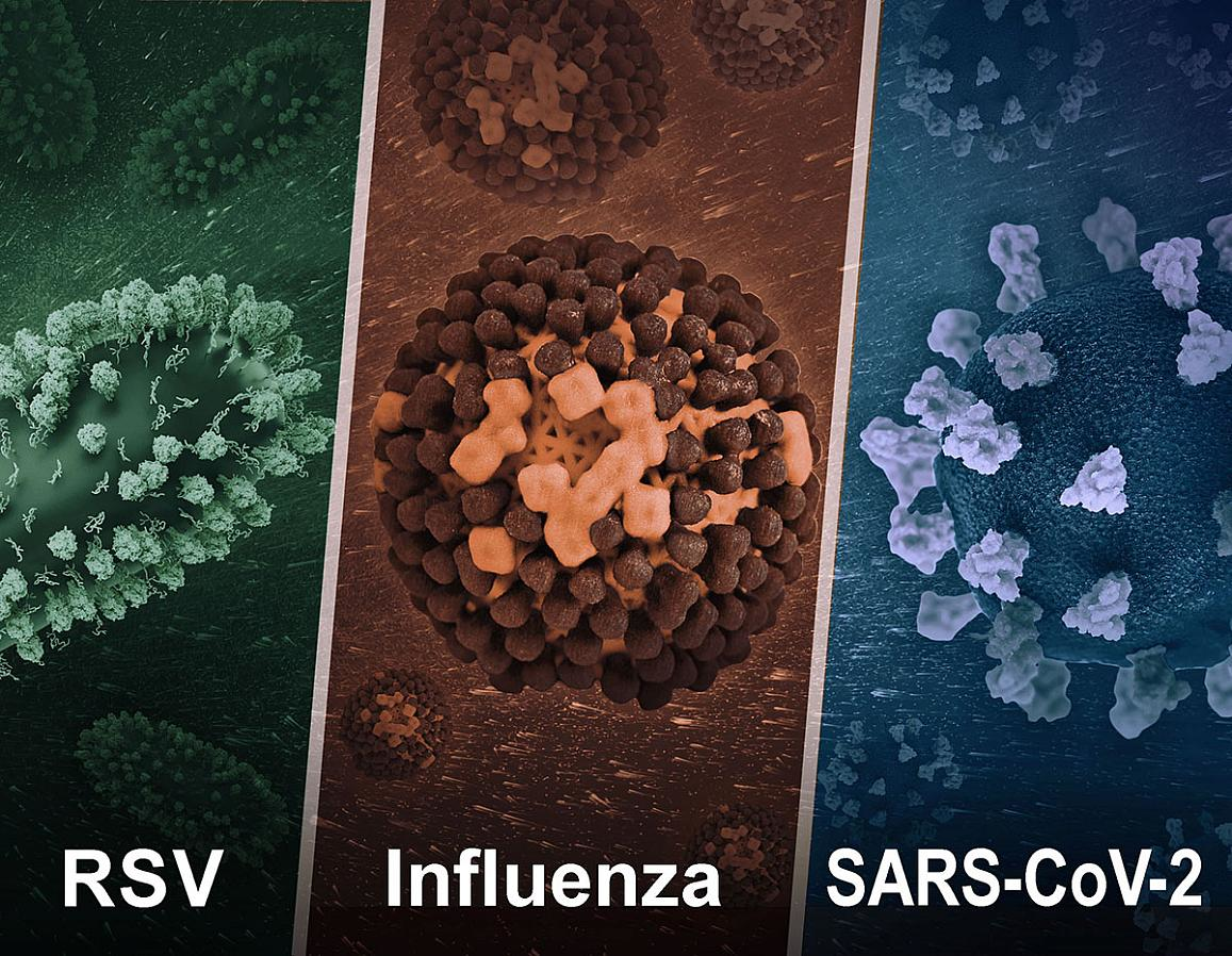 Illustration shows 3D renditions of three dangerous respiratory viruses, NIAID.