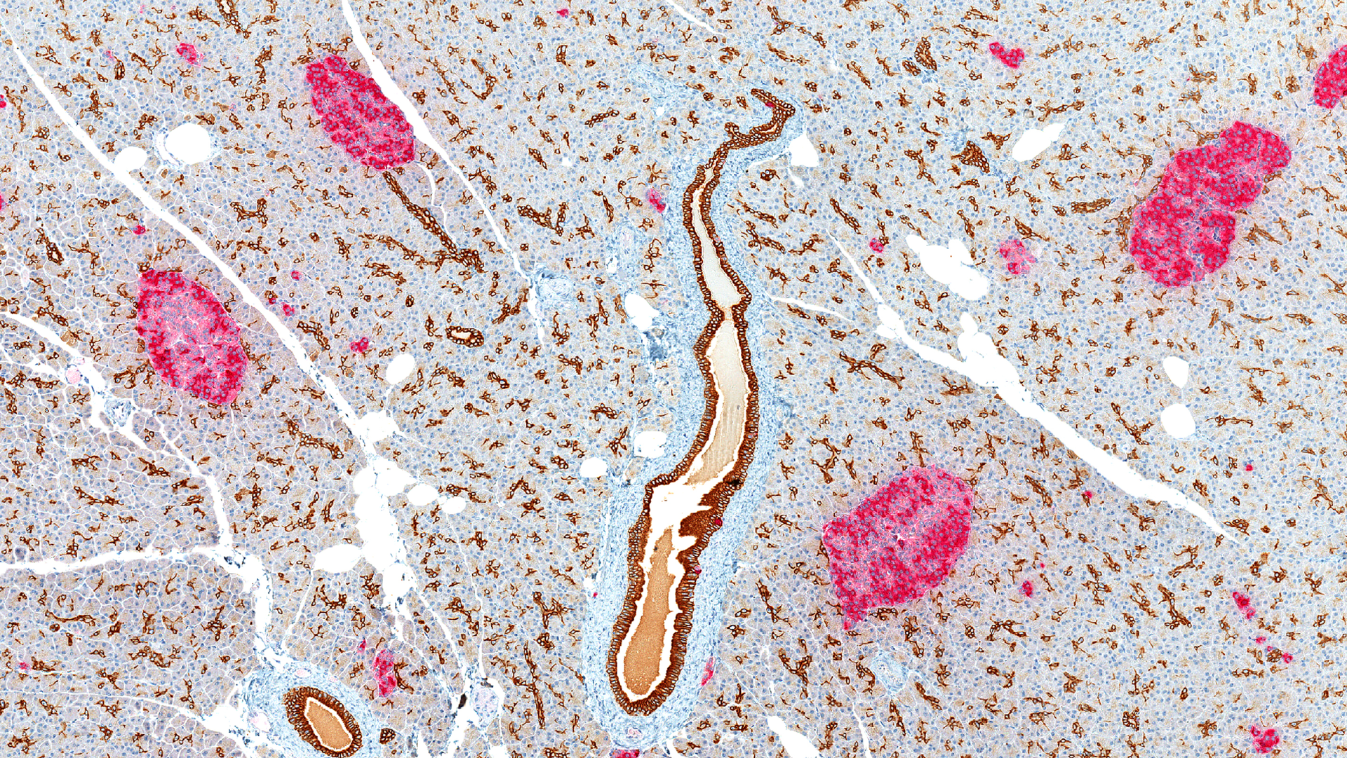 Dreamstime Xxl 29278602 63e6607972598