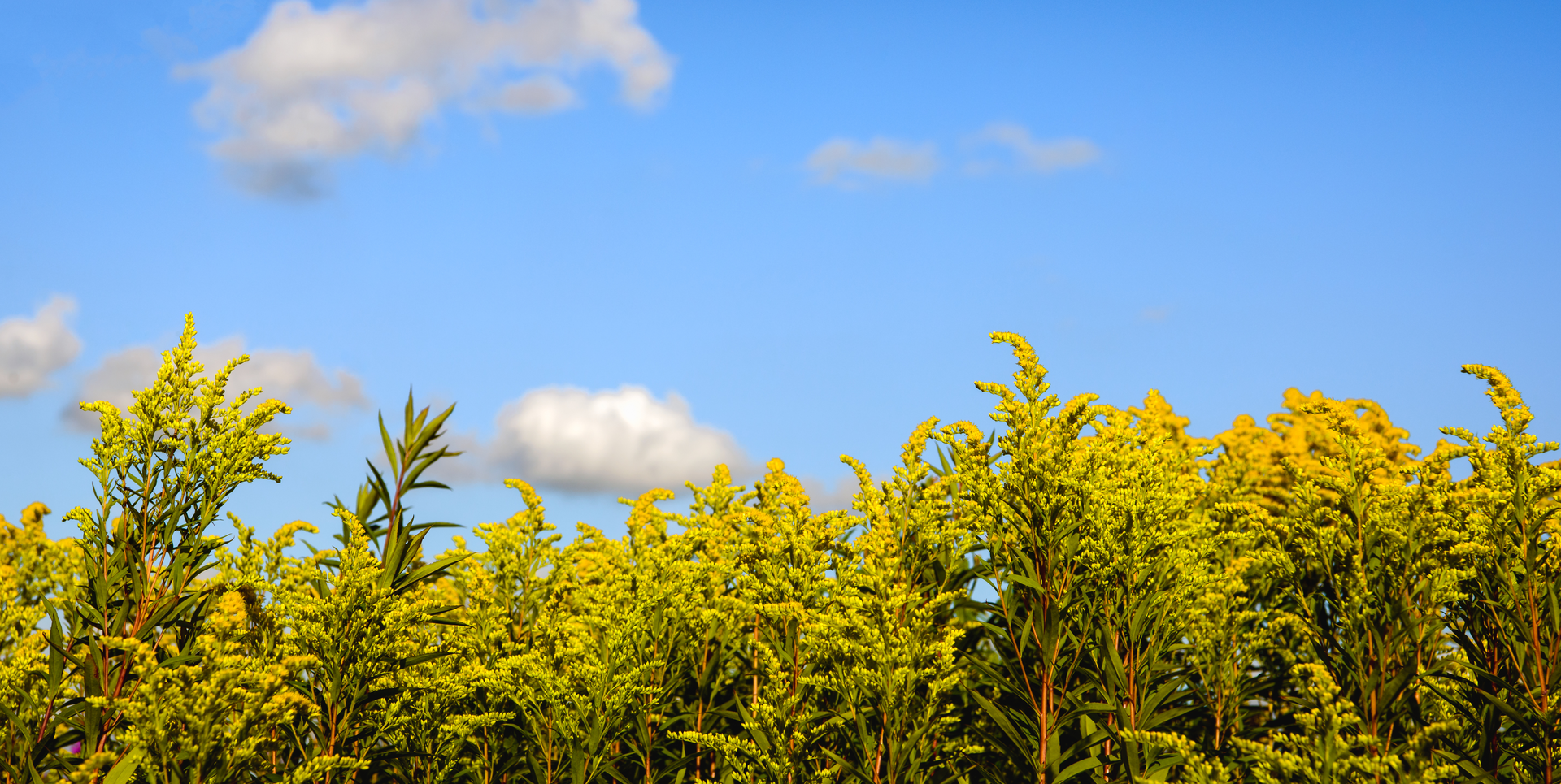 Dreamstime Xxl 75264312 63ea5e6bd52da