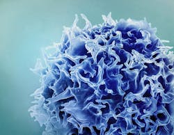 Colorized scanning electron micrograph of a T lymphocyte (also known as a T cell) (blue). NIAID. Colorized scanning electron micrograph of a T lymphocyte (also known as a T cell) (blue). NIAID.