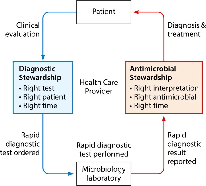 Stewardship Program In Lab Respiratory illnesses: A growing opportunity for stewardship | Medical ...