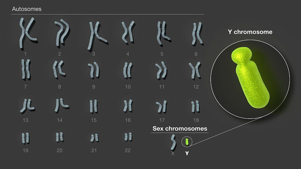 The human Y chromosome is the final human chromosome to be fully sequenced. The new sequence, which fills in gaps across more than 50% of the Y chromosome&rsquo;s length, uncovers important genomic features with implications for fertility, such as factors in sperm production. NHGRI.