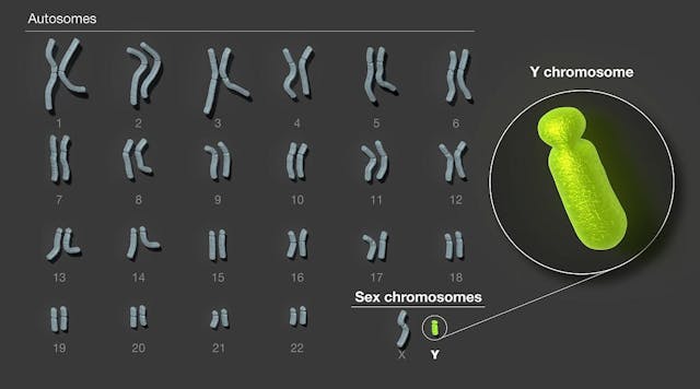 The human Y chromosome is the final human chromosome to be fully sequenced. The new sequence, which fills in gaps across more than 50% of the Y chromosome&rsquo;s length, uncovers important genomic features with implications for fertility, such as factors in sperm production. NHGRI.