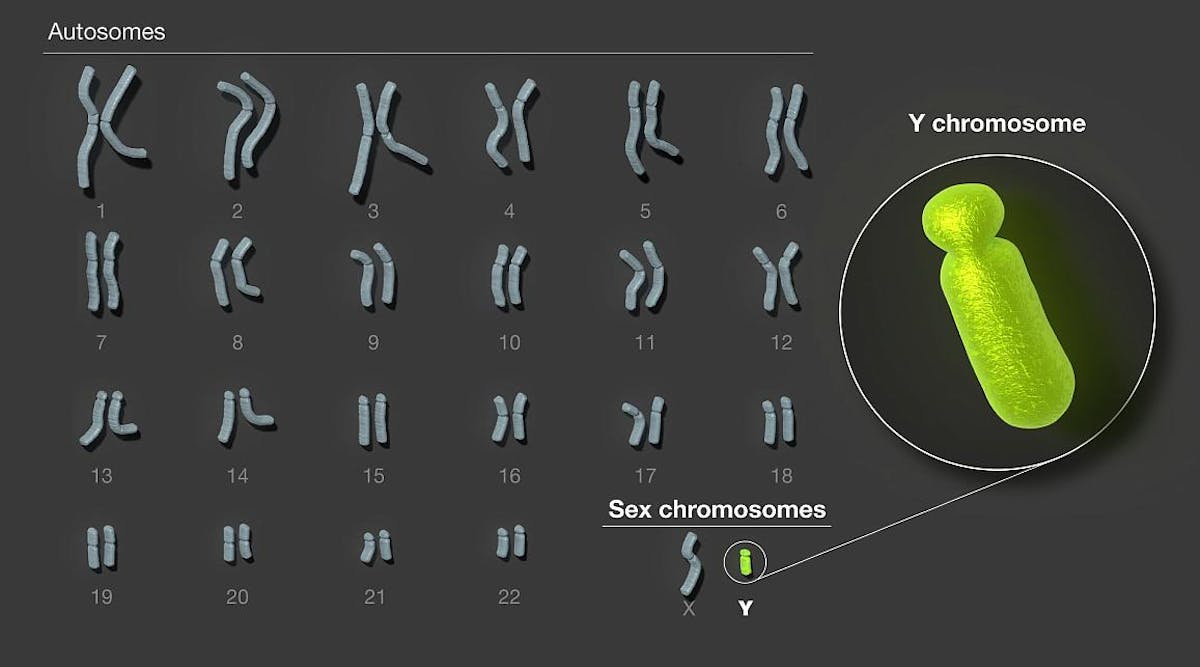 The human Y chromosome is the final human chromosome to be fully sequenced. The new sequence, which fills in gaps across more than 50% of the Y chromosome&rsquo;s length, uncovers important genomic features with implications for fertility, such as factors in sperm production. NHGRI.