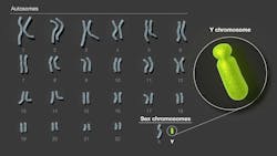The human Y chromosome is the final human chromosome to be fully sequenced. The new sequence, which fills in gaps across more than 50% of the Y chromosome’s length, uncovers important genomic features with implications for fertility, such as factors in sperm production. NHGRI. The human Y chromosome is the final human chromosome to be fully sequenced. The new sequence, which fills in gaps across more than 50% of the Y chromosome’s length, uncovers important genomic features with implications for fertility, such as factors in sperm production. NHGRI.
