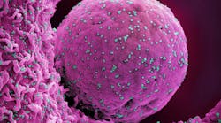 Colorized scanning electron micrograph of a cell (pink) infected with the Omicron strain of SARS-CoV-2 virus particles (teal), isolated from a patient sample. NIAID.