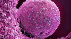 Colorized scanning electron micrograph of a cell (pink) infected with the Omicron strain of SARS-CoV-2 virus particles (teal), isolated from a patient sample. NIAID.