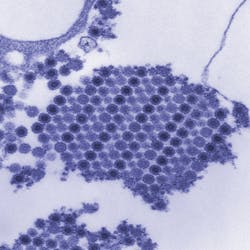 Courtesy of the CDC Courtesy of the CDC