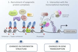 Figure 2: Bromodomains recognize acetylation markers in histone tails and recruit transcriptional machinery and epigenetic protein complexes to modulate transcription, activating the expression of oncogenes.9,10