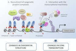 Figure 2: Bromodomains recognize acetylation markers in histone tails and recruit transcriptional machinery and epigenetic protein complexes to modulate transcription, activating the expression of oncogenes.9,10 Figure 2: Bromodomains recognize acetylation markers in histone tails and recruit transcriptional machinery and epigenetic protein complexes to modulate transcription, activating the expression of oncogenes.9,10