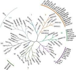 Figure 3: A phylogenetic representation of the 61 human bromodomains and their inhibitors.10 Figure 3: A phylogenetic representation of the 61 human bromodomains and their inhibitors.10