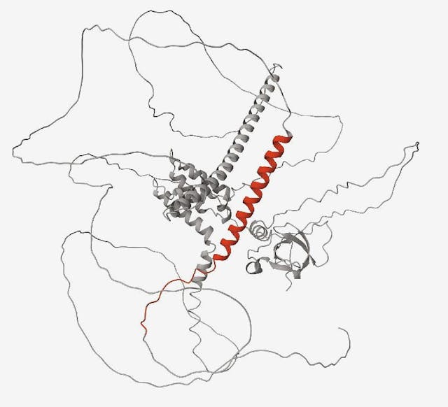 Protein containing a cryptic peptide (red) that results from a lack of functional TDP-43, as in ALS and FTD, NINDS.