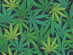 65e5f2e04d2f70001e822b9a Adobestock 427585564 65e5f2e04d2f70001e822b9a Adobestock 427585564