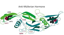 Figure 1. Molecular structure of AMH, a 140 kDa glycoprotein. Adapted from https://www.planetayurveda.com/library/ayurveda-for-low-anti-mullerian-hormone. Figure 1. Molecular structure of AMH, a 140 kDa glycoprotein. Adapted from https://www.planetayurveda.com/library/ayurveda-for-low-anti-mullerian-hormone.