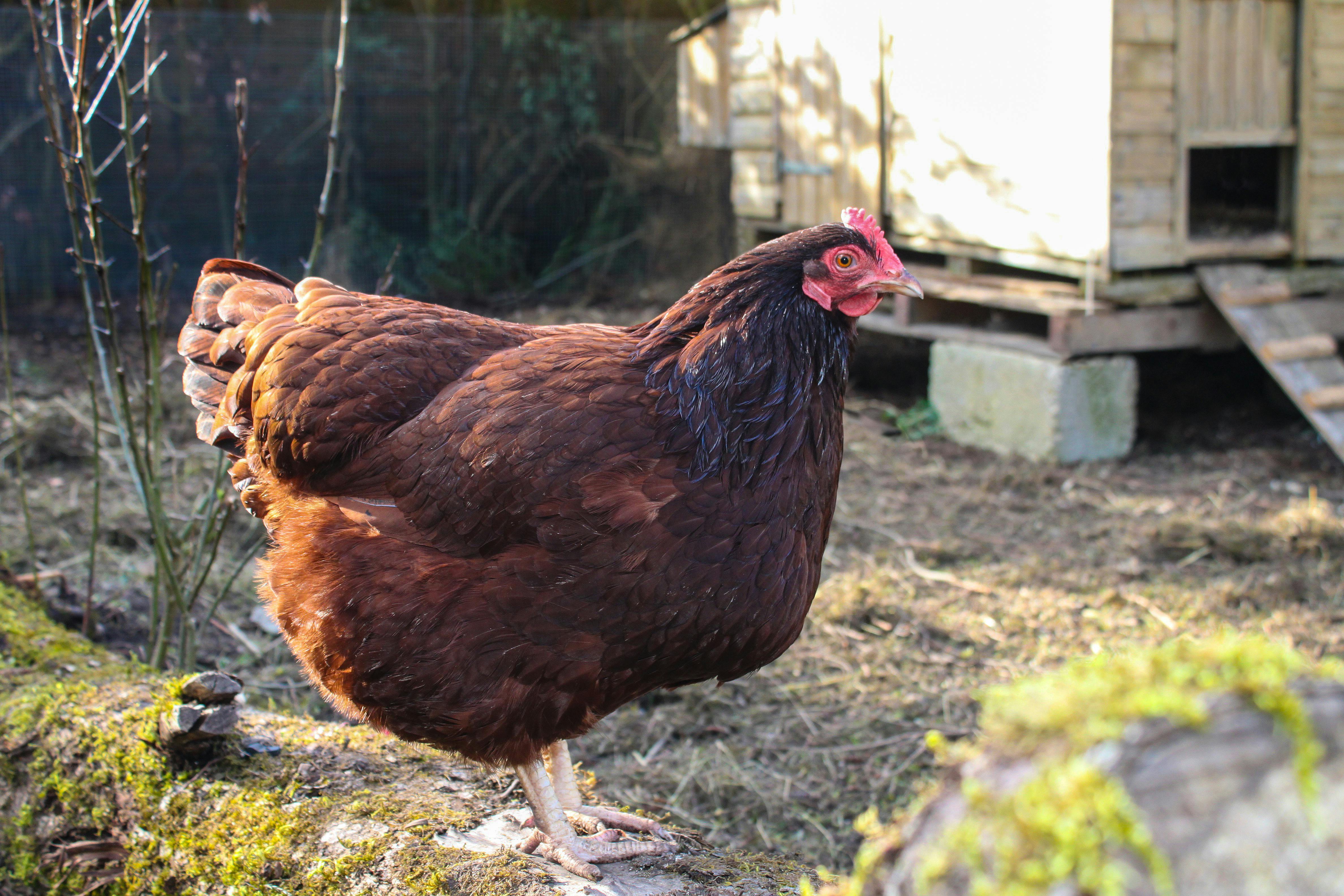 CDC warns of Salmonella outbreaks linked to backyard poultry flocks