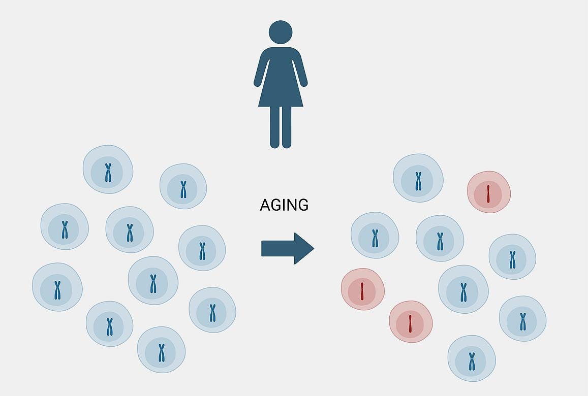 As some women age, their white blood cells can lose a copy of chromosome X. A new study sheds light on the potential causes and consequences of this phenomenon. NCI.