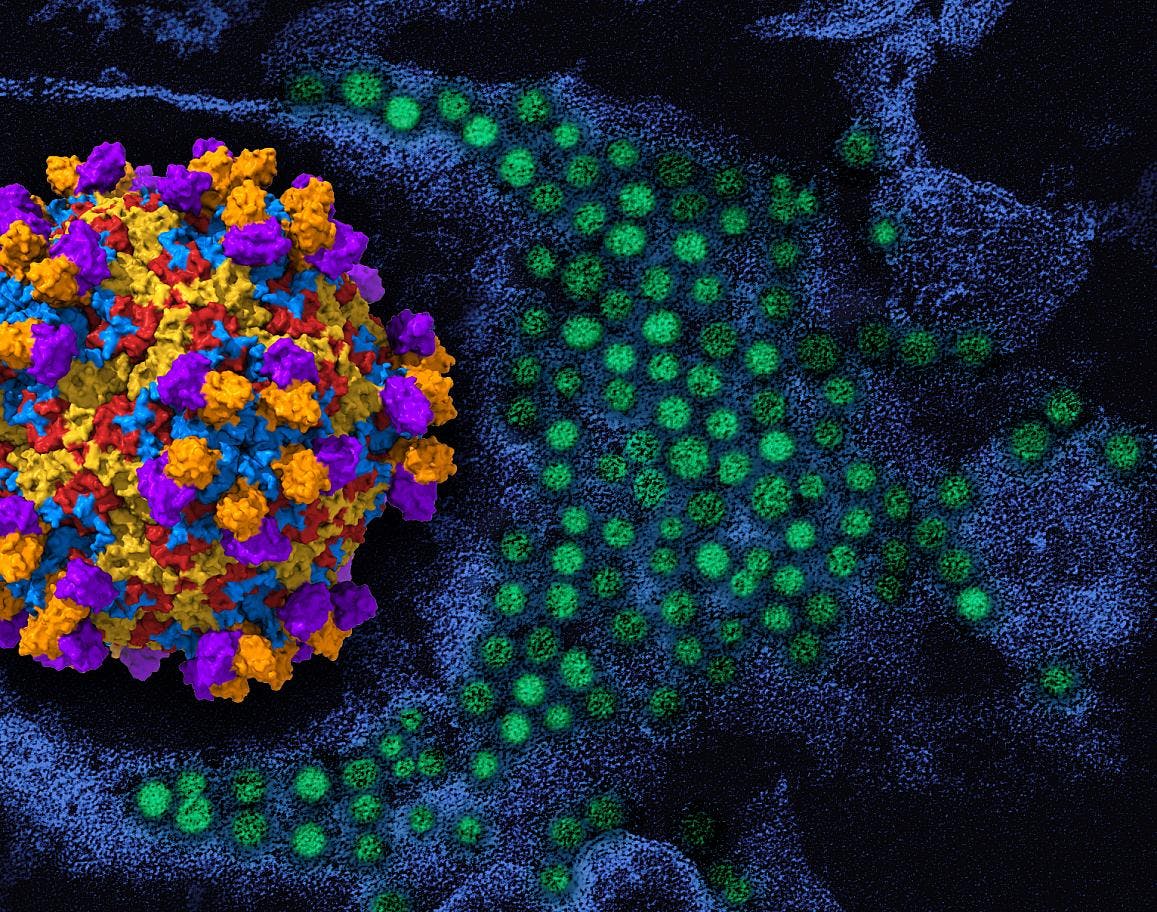 On the left is a 3D rendering of enterovirus D68 (viral proteins red, yellow, blue) with human monoclonal antibody EV68-228 (orange/purple). To the right in the background is a colorized transmission electron micrograph of enterovirus D68 virus particles (green). 3D rendering by NIAID; micrograph, repositioned and recolored by NIAID, courtesy of CDC.