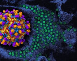 On the left is a 3D rendering of enterovirus D68 (viral proteins red, yellow, blue) with human monoclonal antibody EV68-228 (orange/purple). To the right in the background is a colorized transmission electron micrograph of enterovirus D68 virus particles (green). 3D rendering by NIAID; micrograph, repositioned and recolored by NIAID, courtesy of CDC.