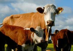 668ff16307d6f72dfd00d17b Dreamstime Xxl 5763532 668ff16307d6f72dfd00d17b Dreamstime Xxl 5763532