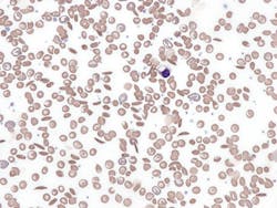 6696cc579ff2521da2b8c6a2 Dreamstime Xxl 305554952 6696cc579ff2521da2b8c6a2 Dreamstime Xxl 305554952