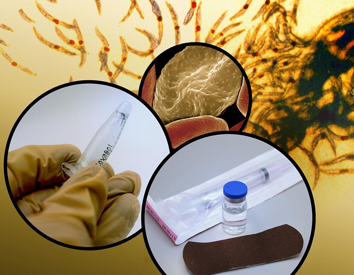 66be1ae84f67589ee35e8499 20240814niaid