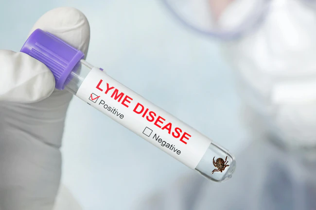 66c3615e1c4b392dfef4c4aa Dreamstime Xxl 181887809