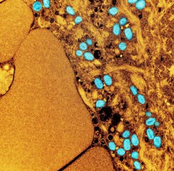 66d714cdd0f3105861a187b1 26502 66d714cdd0f3105861a187b1 26502