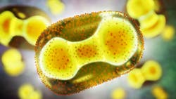 66fff19e3b3d9663ffa8b67b Dreamstime Xxl 248170390 66fff19e3b3d9663ffa8b67b Dreamstime Xxl 248170390