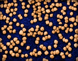 Colorized scanning electron micrograph of SARS-COV-2 particles (orange) on and budding from the surface of a heavily infected VERO E6 cell (blue). Image captured at the NIAID Integrated Research Facility (IRF) in Fort Detrick, Maryland. NIAID. Colorized scanning electron micrograph of SARS-COV-2 particles (orange) on and budding from the surface of a heavily infected VERO E6 cell (blue). Image captured at the NIAID Integrated Research Facility (IRF) in Fort Detrick, Maryland. NIAID.