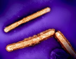 H5N1 avian influenza particles (rod-shaped; orange) NIAID and CDC. H5N1 avian influenza particles (rod-shaped; orange) NIAID and CDC.