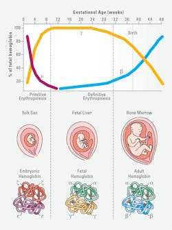 Figure 1. (A) Around week 6 of gestation, embryonic globin (ε) is silenced and fetal globin (γ) starts to be expressed. Perinatally the switch to adult globin (β) occurs. (B) Erythropoiesis occurs in the blood islands of the yolk sac in the first 8 weeks of gestation, then in the fetal liver between 8 and 32 weeks, and finally in the bone marrow from 32 weeks on. (C) Structure of the main human hemoglobins expressed during development. Embryonic globin, fetal hemoglobin and adult hemoglobin. Figure 1. (A) Around week 6 of gestation, embryonic globin (ε) is silenced and fetal globin (γ) starts to be expressed. Perinatally the switch to adult globin (β) occurs. (B) Erythropoiesis occurs in the blood islands of the yolk sac in the first 8 weeks of gestation, then in the fetal liver between 8 and 32 weeks, and finally in the bone marrow from 32 weeks on. (C) Structure of the main human hemoglobins expressed during development. Embryonic globin, fetal hemoglobin and adult hemoglobin.