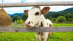 dreamstime_xxl_58652859 dreamstime_xxl_58652859