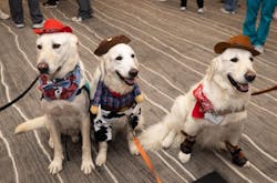 Caring Canines bring joy and comfort to the lab, making every day a little brighter with their wagging tails and warm hearts. Caring Canines bring joy and comfort to the lab, making every day a little brighter with their wagging tails and warm hearts.