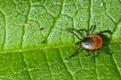 683877a9afb1a6fcee7d15c2 Dreamstime Xxl 7392706 683877a9afb1a6fcee7d15c2 Dreamstime Xxl 7392706