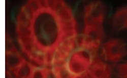 68a494c80679bb9b8736ce4b 2509mlo 2025 Lab 68a494c80679bb9b8736ce4b 2509mlo 2025 Lab