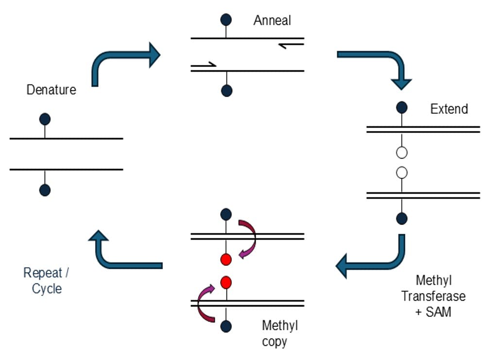 69a5af99590316ce8ae472ba Mcpcr Syndex Bio
