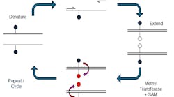 mcpcr_syndex_bio mcpcr_syndex_bio