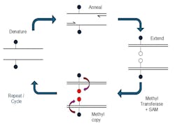 69a5af99590316ce8ae472ba Mcpcr Syndex Bio 69a5af99590316ce8ae472ba Mcpcr Syndex Bio
